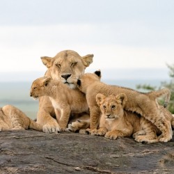 Lion Family on Rock