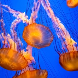 Sea Nettle Jelly Fish