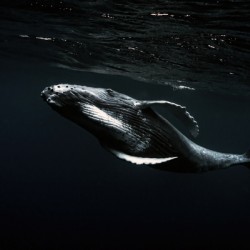 Baby Humpback in Tonga