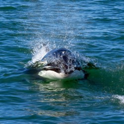 Orca Blowing Bubbles