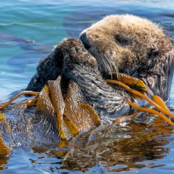 Otter in Kelp 