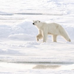 Polar Bear Ice Reflection