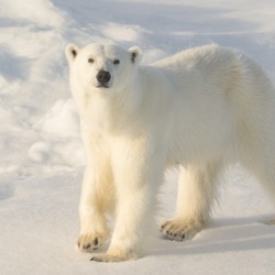 Polar Bear Looking at Me