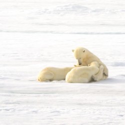 Polar Bears Nursing 
