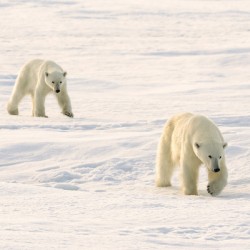 Polar Bears Walking
