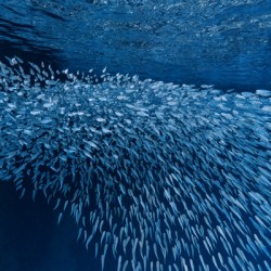 Schooling Fish Swallows Cave Tonga