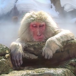 Snow Monkey Jigokudani