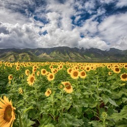 Sunflowers Maui