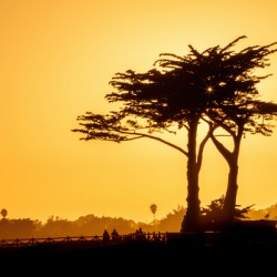 Sunset Tree Silhouette