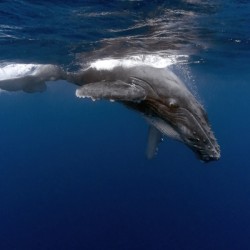 Tonga Calf Surfacing
