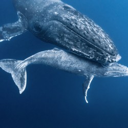 Welcome to the World Baby Humpback 