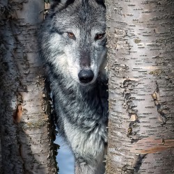 Wolf Spying Through Trees