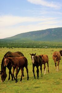 Pony Trail: Graceful Horses in a Mountain Field