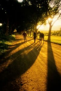 Long Shadows