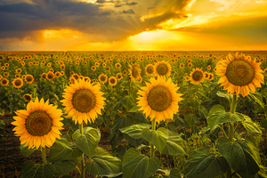 Sunflower Sunset