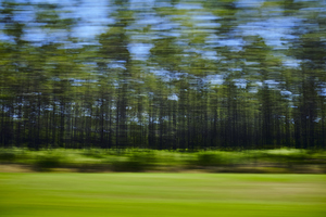 Abstract of tree blur