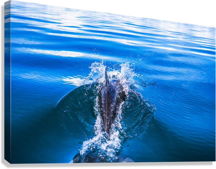 Dolphin following tour boat in Costa Rica Canvas Print