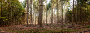 Panoramic photo of the forest