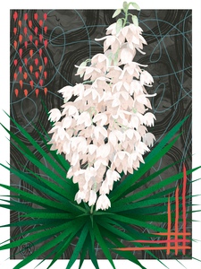 Yucca
