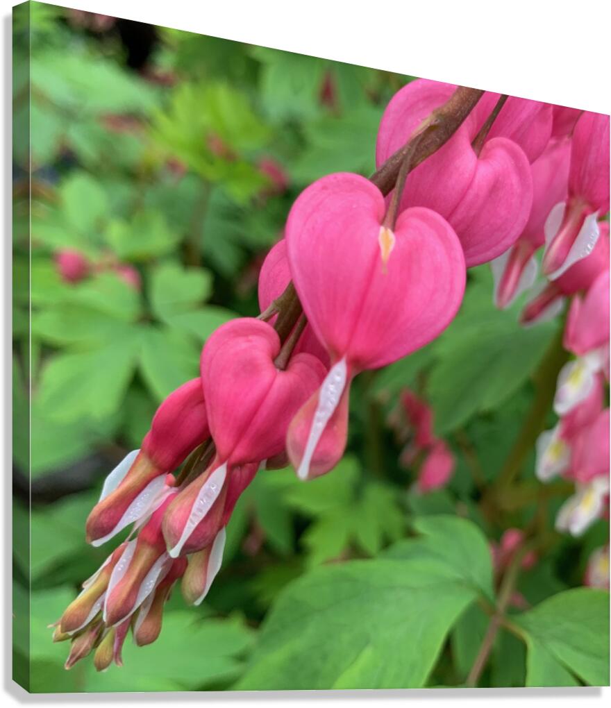 Bleeding Hearts  Canvas Print