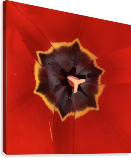 Treasured Tulip Canvas Print