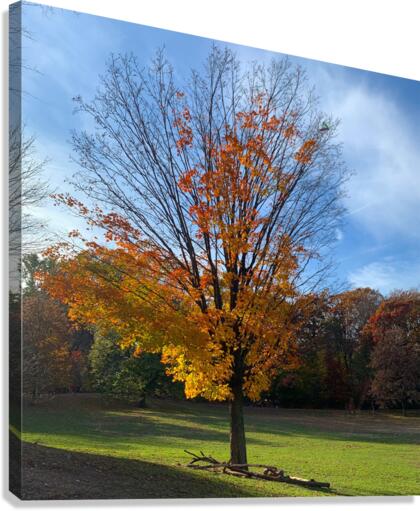 A Fall Favorite Canvas Print