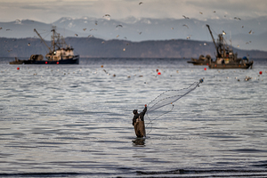 Qualicum Herring Fisherman 