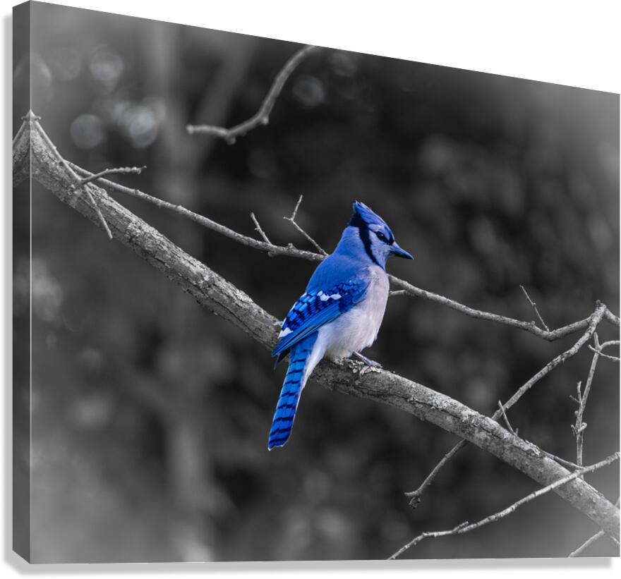 Blue jay. Canvas Print