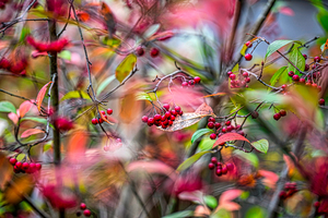 Autumn Red Berries 