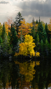Golden Tree Reflection