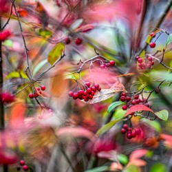 Autumn Red Berries 