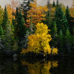 Golden Tree Reflection