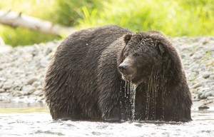 Very Wet Grizzily