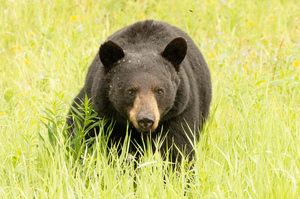 Curiuos Black Bear