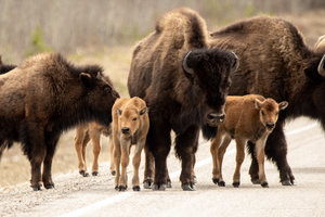 Buffalo Family