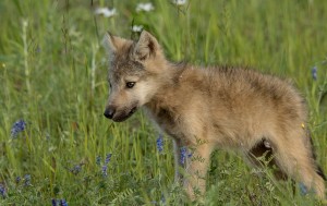 Future Leader of the Pack