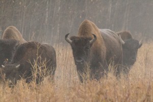 Buffalo in the Mist