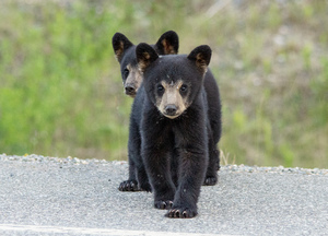Black Bear Cubs