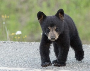Baby Black Bear