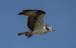 Osprey on the prowel