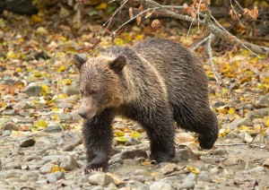 Grizzly Youngster