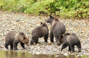 Family of Grizzly Bears