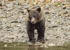 Grizzly Bear Cub