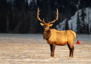 Bull Elk