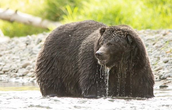Very Wet Grizzily by Duncan Jacob