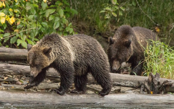 Bear on a log by Duncan Jacob