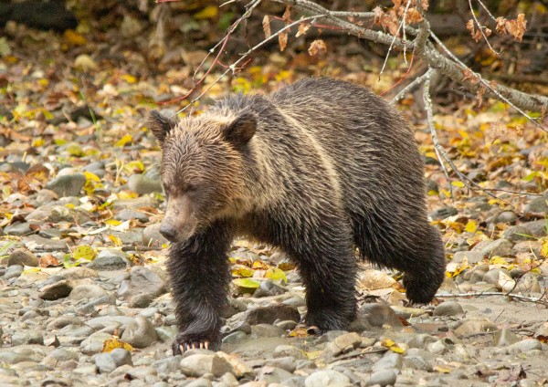 Grizzly Youngster by Duncan Jacob
