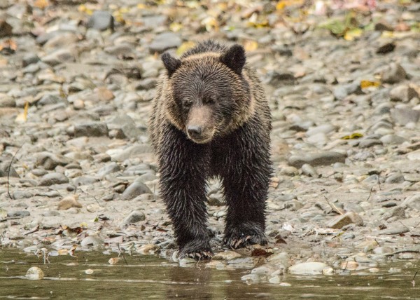 Grizzly Bear Cub by Duncan Jacob
