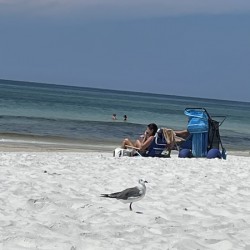 Seagull Beach Ocean