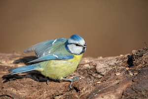 Blue Tit